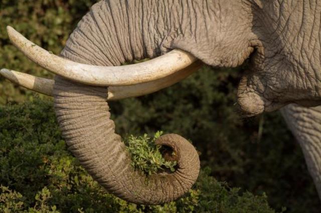 The Ivory Trade is banned Worldwide
