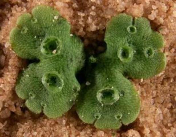 3 000 m.a: Se desarrolla la fotosíntesis