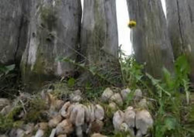 460 m.a: Hongos y plantas (fósiles más antiguos)