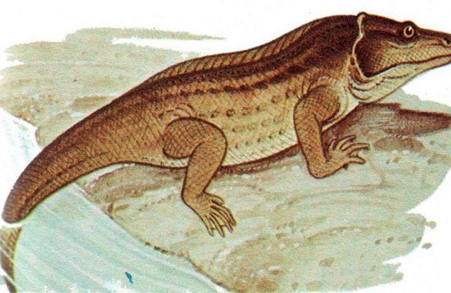 380 m.a: Primeros tetrápodos