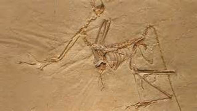 150 m.a: Una de las primera aves