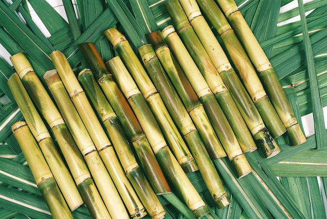 Sugar Cane First Cultivated in Brazil