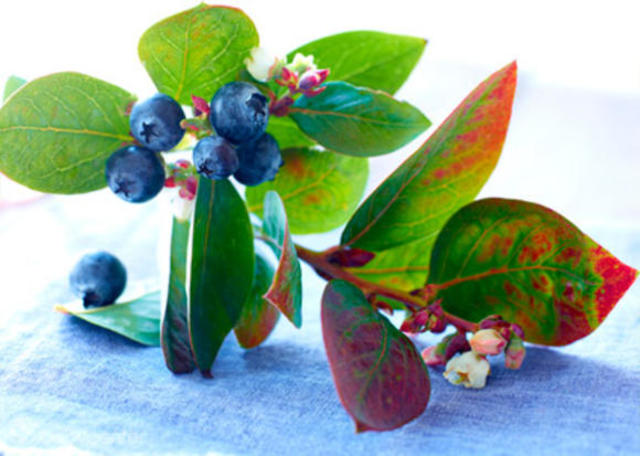 The Hands and Feet Are Created