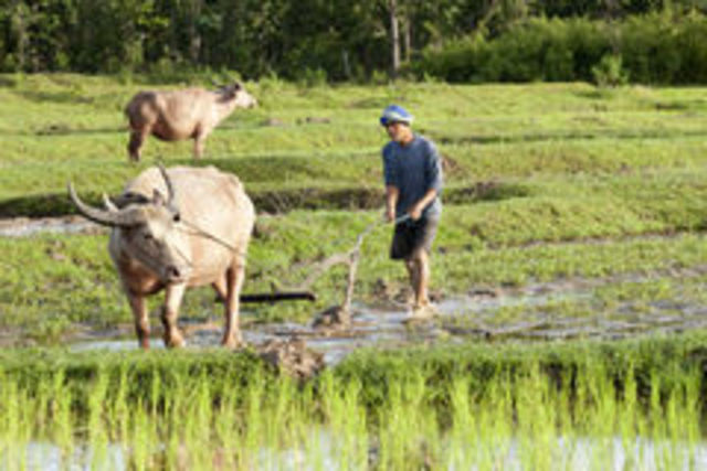 dieren in verscillende landen