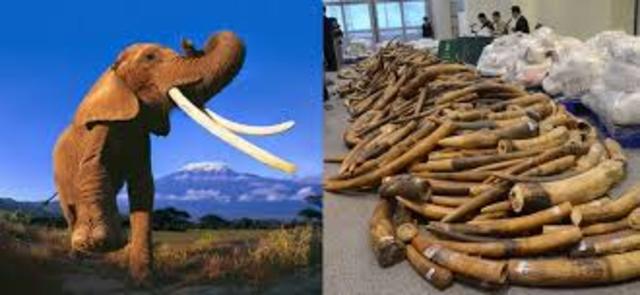 Global Ivory Ban