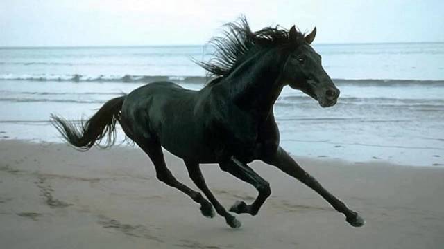 Origin of film was made possible with a horse and a bet?