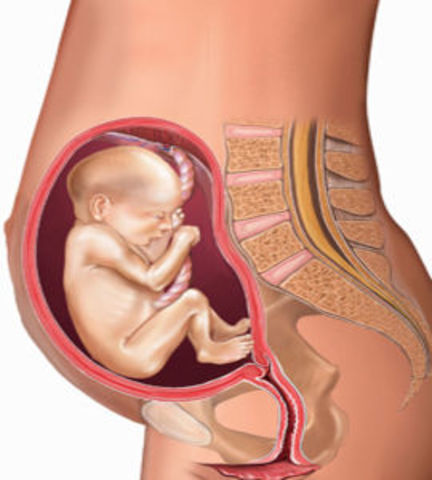 Week 20 of pregnancy