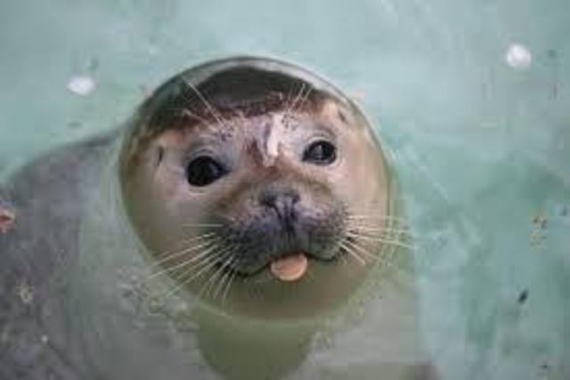 foca monje del caribe