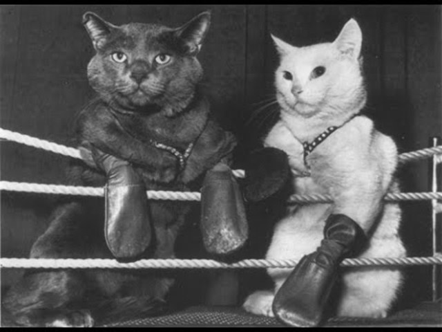 The First Comedy - The Boxing Cats