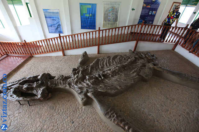 Hayan el Kronosaurius Boyacensis