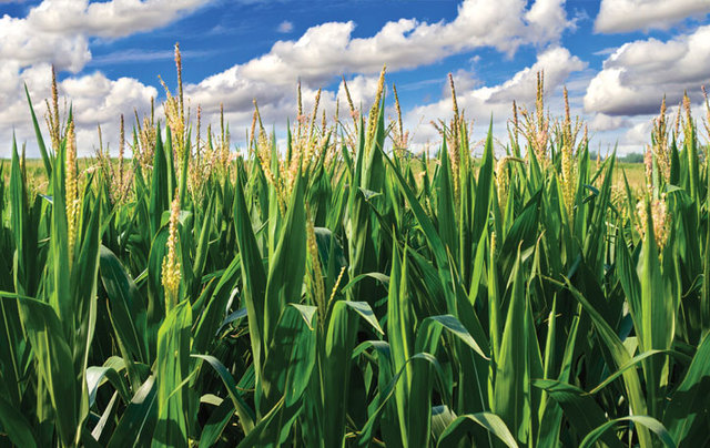 Federal Food, Drug, and Cosmetic act