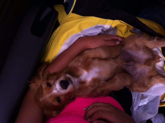 Llega a mi vida una hermosa mascota