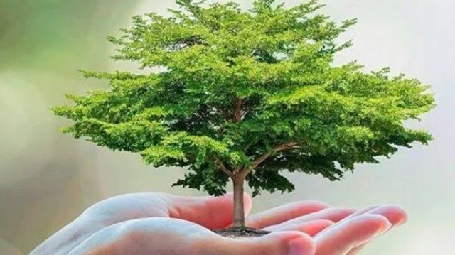 Día del árbol.  https://www.uniradioserver.com/media/news_thumbs/201607/20160714103324_135.jpg