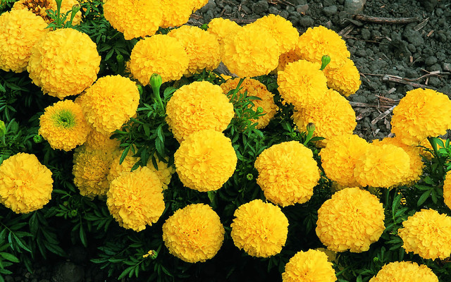 Marigolds