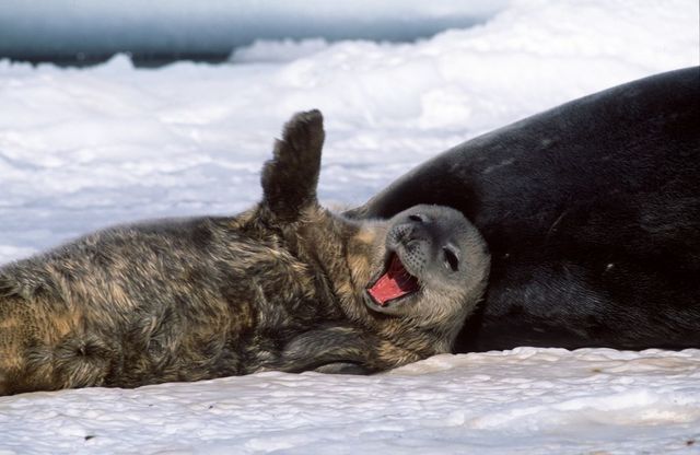 Weddell seal discovered