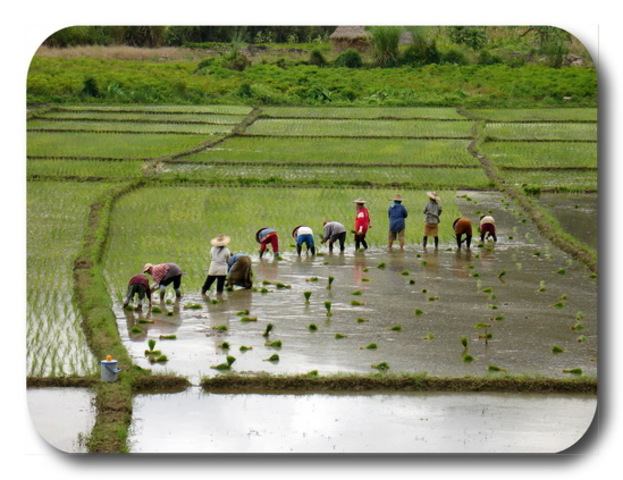 mensen china beginnen aan de landbouw
