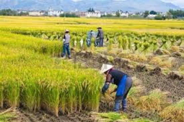 Chinezen begonnen met rijst verbouwen