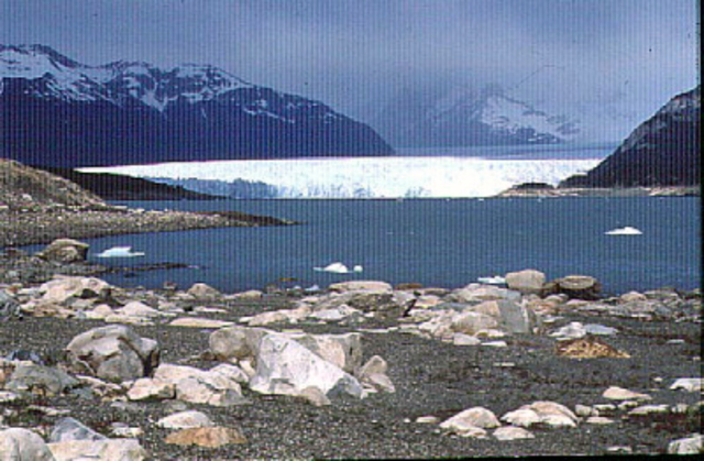 Nederland word een bos