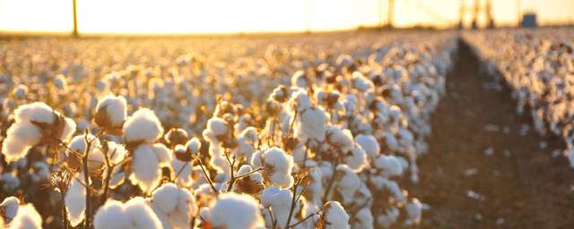 In India begon katoenteelt