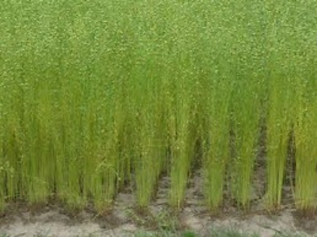 eerste keer vlas verbouwen