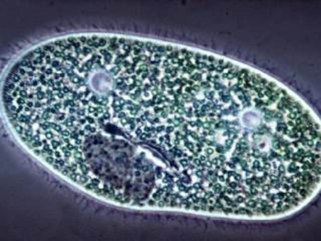 4 miliardi di anni fa: Comparsa dei primi organismi acquatici unicellulari