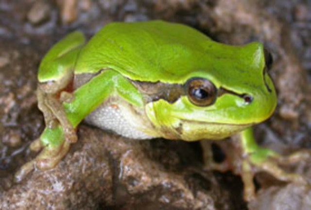 400 milioni di anni fa: Comparsa dei primi vertebrati terrestri  (anfibi)