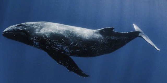 230 milioni di anni fa: Comparsa dei mammiferi