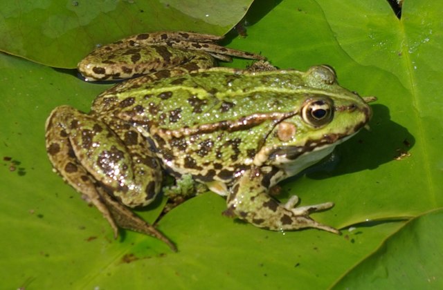 400 milioni di anni fa: Comparsa dei vertebrati terrestri (gli anfibi)