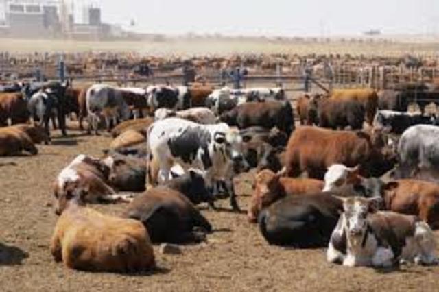 De mensen gaan dieren gebruiken