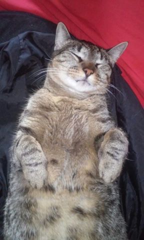 ADOPTE A MI GATO ZEUS