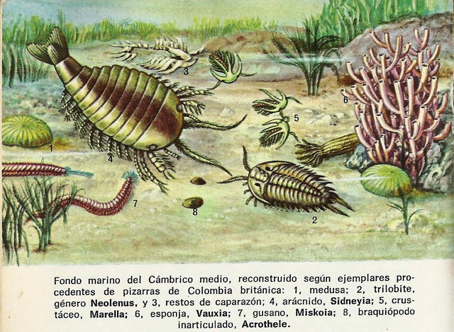 Primeros invertebrados