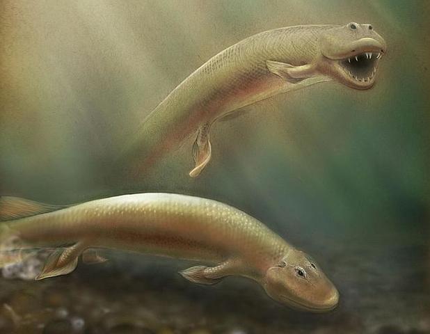 Primeros animales con patas