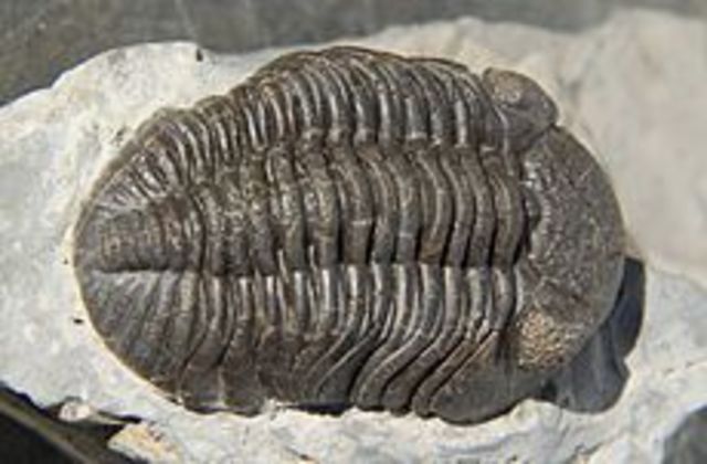 Trilobita