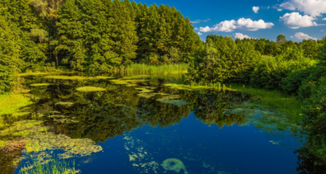 Creación de doce nuevas corporaciones que sustituyeron al Inderena como autoridad ambiental