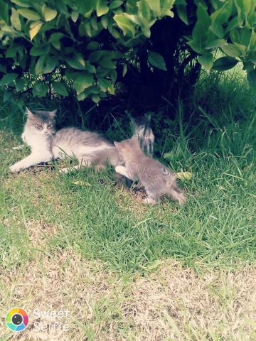 EXPOSICIÓN FUNDADA EN: