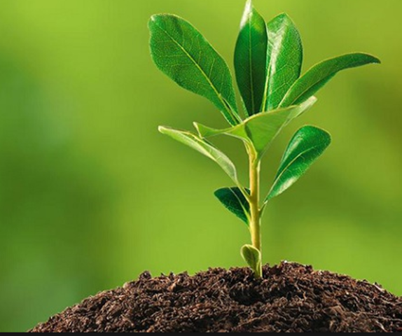 La reforma ambiental: 1991-1994