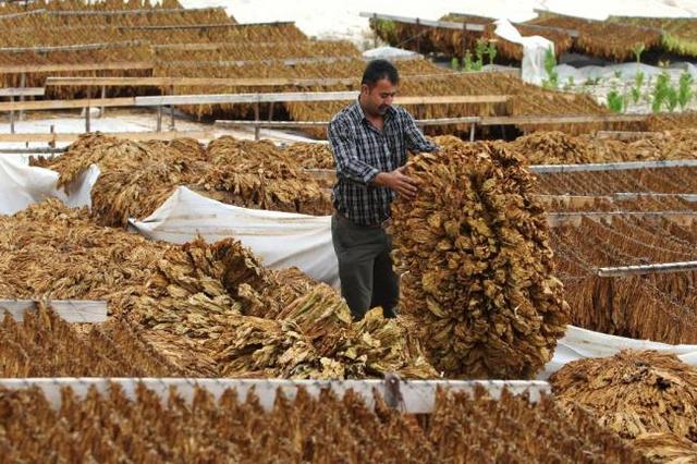 El gobierno nacional permite el negocio de tabaco de exportación.