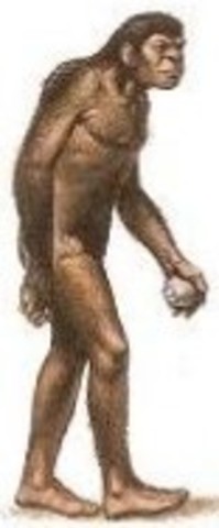 Homo Erectus
