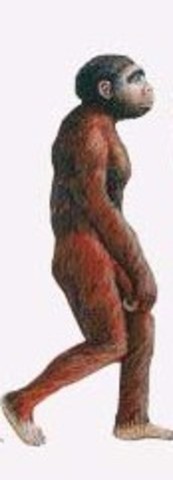 Australopithecus
