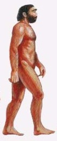 Homo neanderthalensis