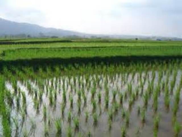 Introduction of Rice Cultivation in China