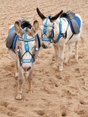 Animal transportation