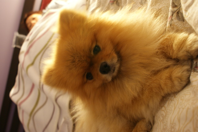 I got my first dog named nitro