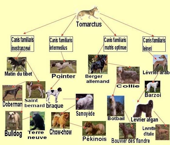 Dieren gedomesticeerd