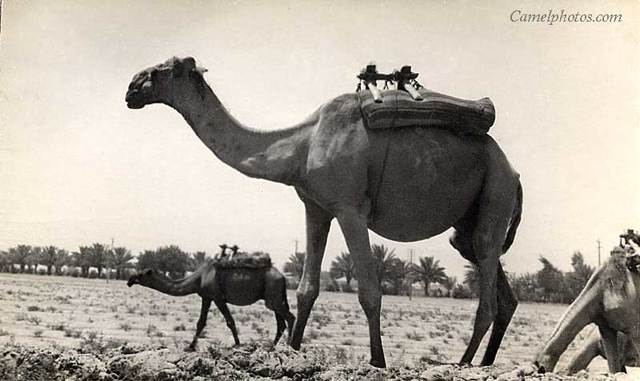 Camel Saddle