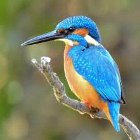 Saw first kingfisher