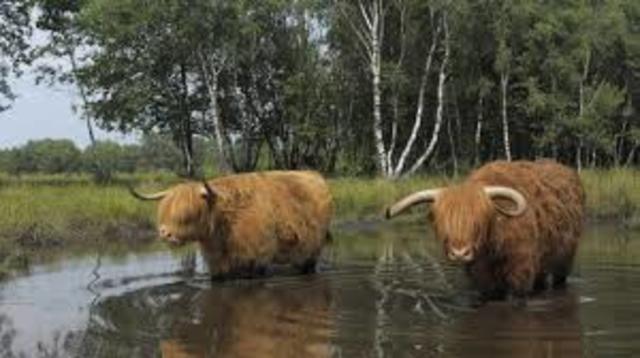 landbouw nederzetting