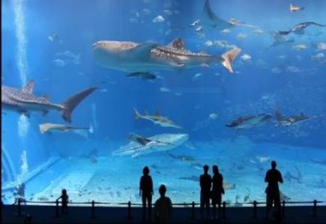 vídeo de alta definición 2008