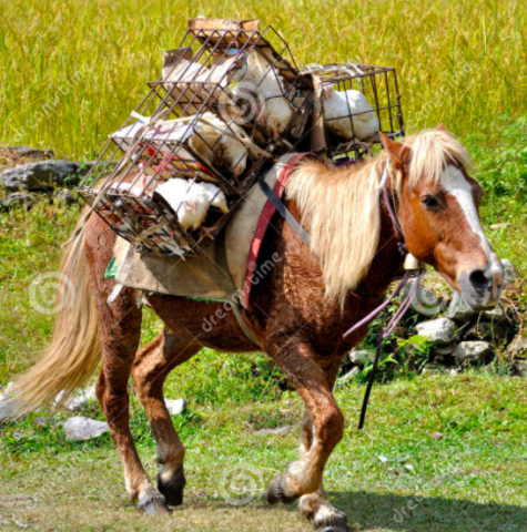 Pack Horse