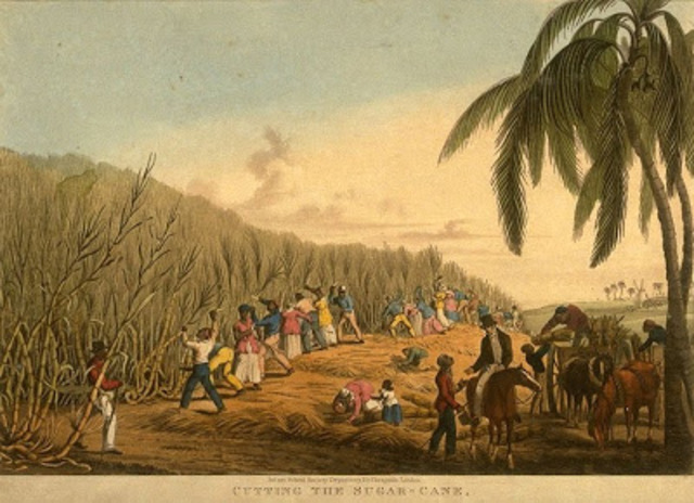 Sugar in the Caribbean colonies